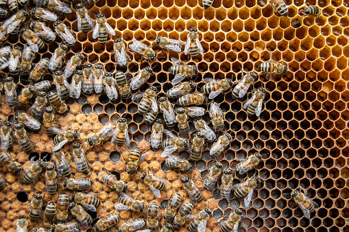 Close up of bees in beehive on honeycomb. Macro photo of working bees on honeycombs. Beekeeping and honey production. Top view