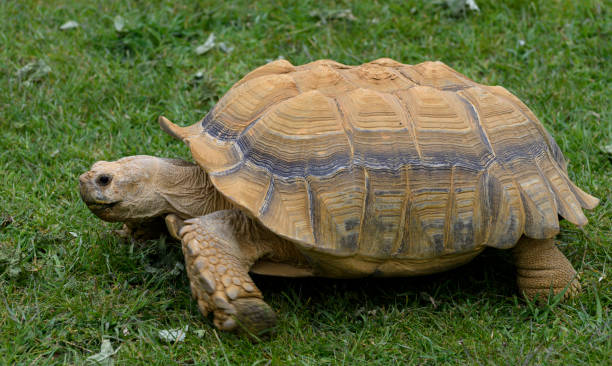 istock A portrait of a giant tortoise 1439512800