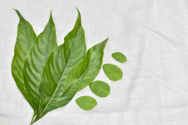 adhatoda vasica o hojas medicinales de basak y hojas de tulsi o planta de albahaca, utilizadas principalmente para la medicina ayurvédica. - vasica fotografías e imágenes de stock
