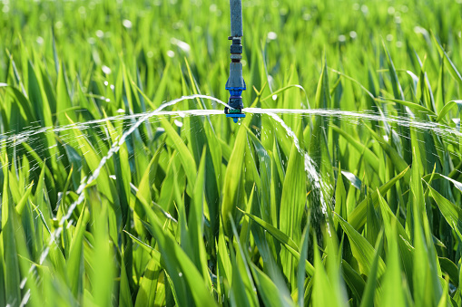 Sorghum crops plantation irrigation, closeup with selective focus