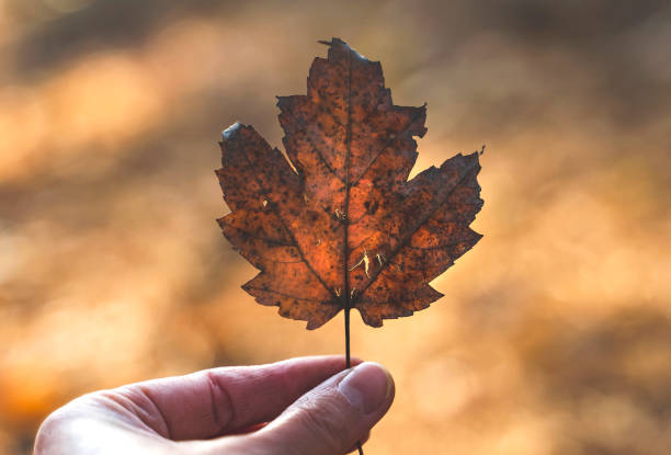 istock Brown dry leaf in hand. Autumn concept 1439514452