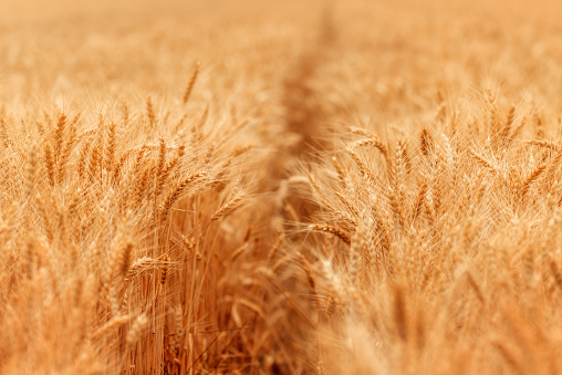 Wheat field in golden yellow color is ready for harvest, cereal plant cultivation, selective focus