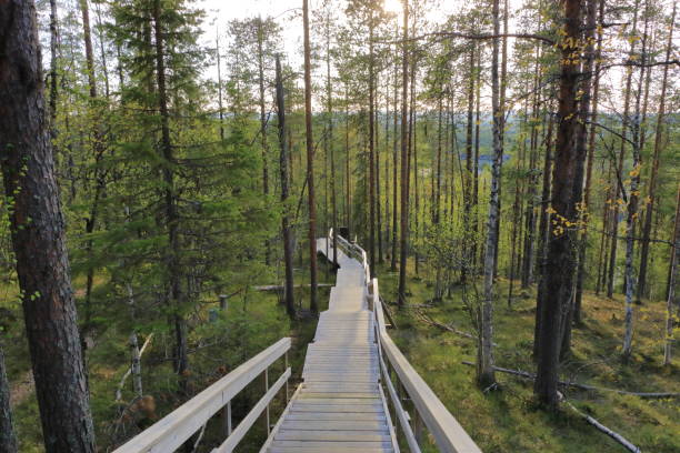 핀란드 라플란드의 레비 스키 리조트에서 여름의 삼림 지대 - forest tundra 뉴스 사진 이미지