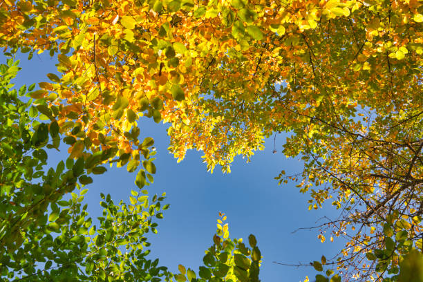 Fall autumn treetops upward view from the bottom