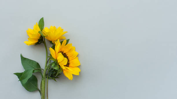 Sunflower background flat lay stock photo