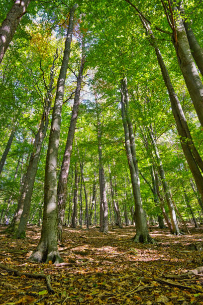 An autumnal dawn in old beech forest, Germany