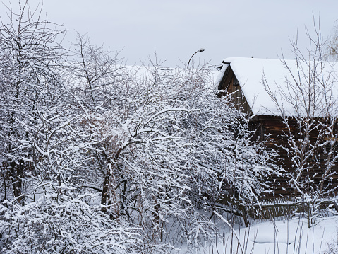 Winter time. Trees in an orchard and a old wooden house covered with snow