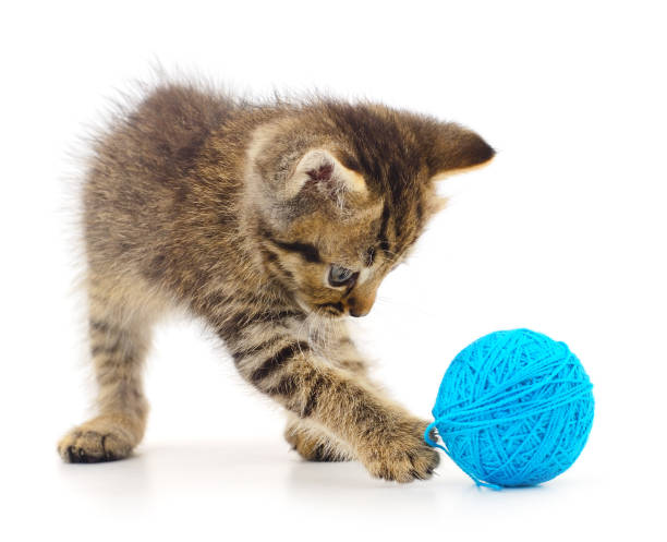 istock Kitten with ball of yarn. 1439517645