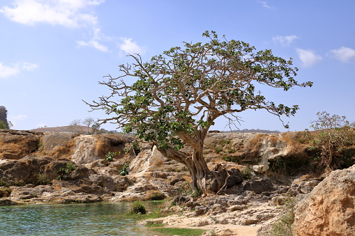 Tree in the Landscape of Wadi Dharbat near Salalah in Oman