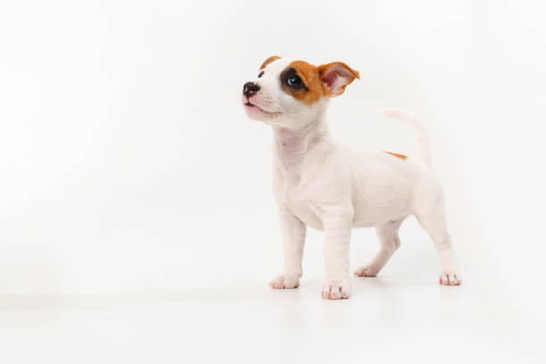 istock a jack russell terrier puppy on a white background. poster 1439518379