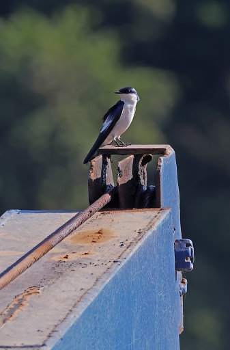 White-winged Swallow (Tachycineta albiventer) adult perched on river ferry

near Rio azul, Brazil.              July