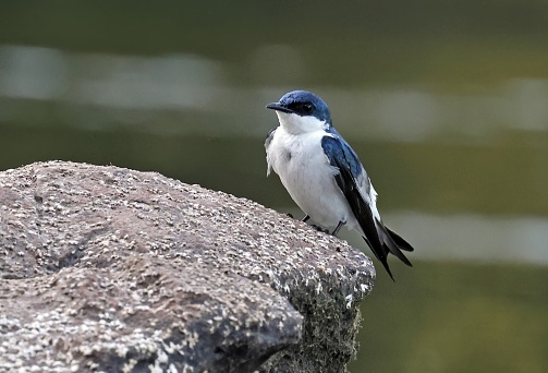 White-winged Swallow (Tachycineta albiventer) adult perched on rock in river

Rio azul, Brazil.              July