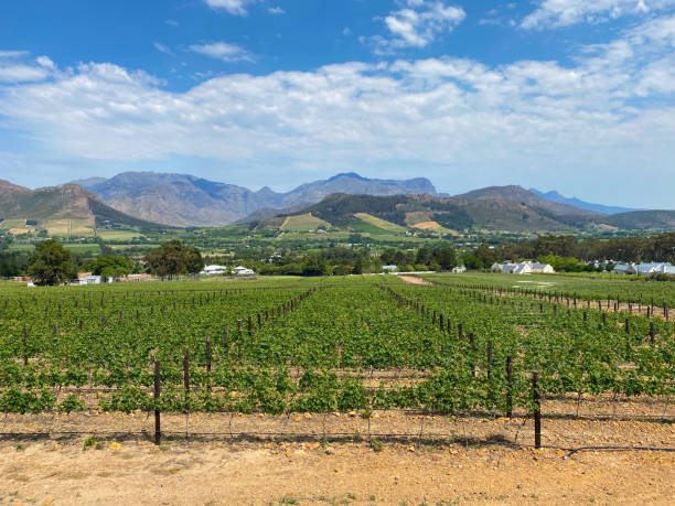 istock Vineyards with mountains in the background in Franschhoek 1439520288