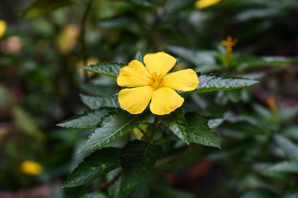 istock Turnera ulmifolia in the garden. 1439520611