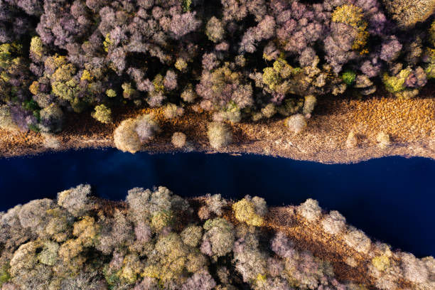 강과 삼림 지대를 직접 내려다 보며 - autumn sky blue treetop 뉴스 사진 이미지