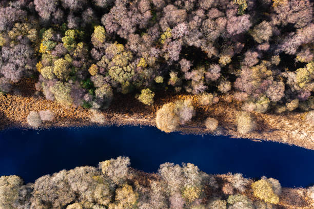 istock Looking directly down on to a river and woodland 1439521816