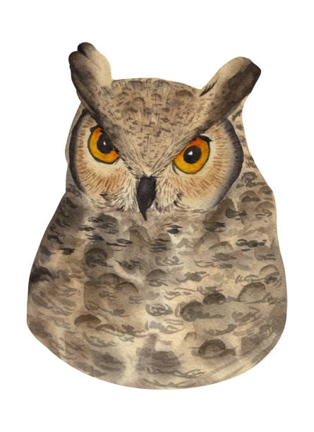 istock owl. Watercolor illustration isolated on white background 1439522683