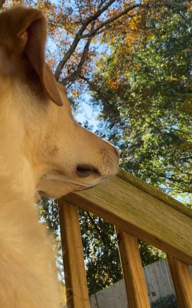 istock Low angle profile view of a dog looking into a yard in autumn 1439522939