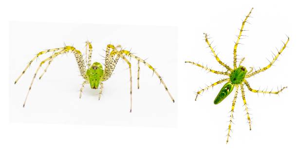 緑色のオオヤマネコのクモ - peucetia viridans - とげのある黄色い脚、目と腹部を示す上部背側と正面図。 白い背景に分離型 - viridans ストックフォトと画像