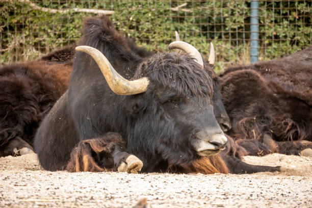 istock Close-up yak lying in a park 1439525028