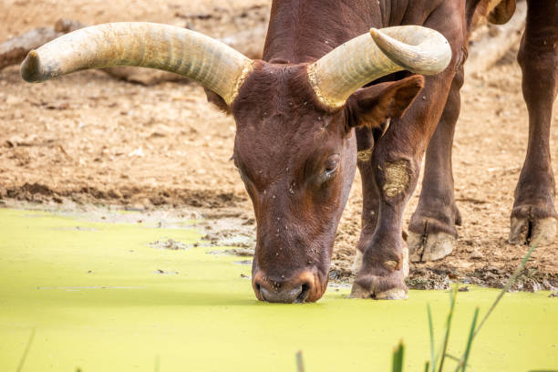 istock Watusi close-up drinking 1439525078