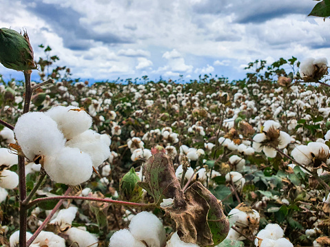 Cotton plantation in the mountains