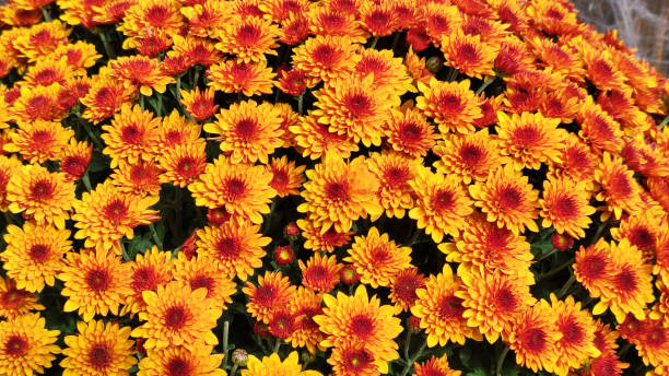 istock Close-up of chrysanthemum flower 1439525248