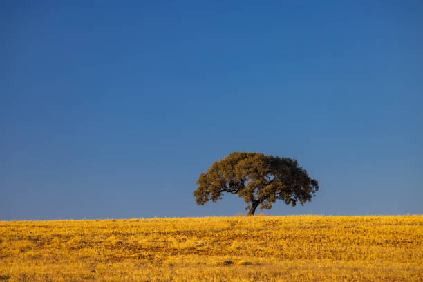 istock lonely tree in Andalusian landscape, Spain 1439525346