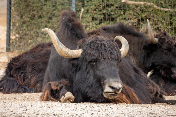 istock Close-up yak lying in a park 1439525425