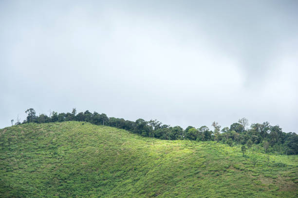 istock Green grassland hill with line of trees under the cloudy sky 1439529310