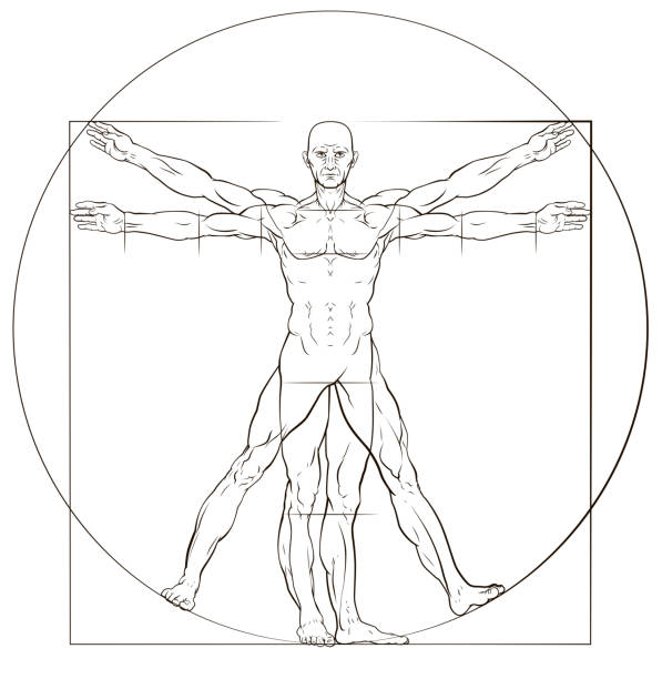 vitruvian man - fizyoloji stock illustrations