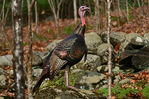 Male wild turkey in the woods in front of old New England stone wall, autumn. The wall probably bounded a sheep pasture in the late 1800s. Taken in the Northwest Hills of Connecticut.