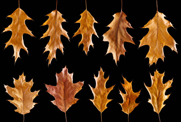 istock Set of fallen and dried oak tree leaf isolated on black 1439530055