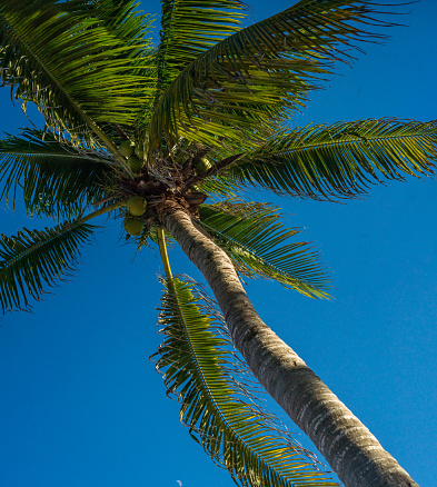 Akumal Beach - Palm Tree with Blue Sky in the Background