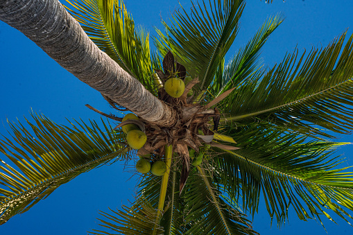 Akumal Beach - Palm Tree with Blue Sky in the Background