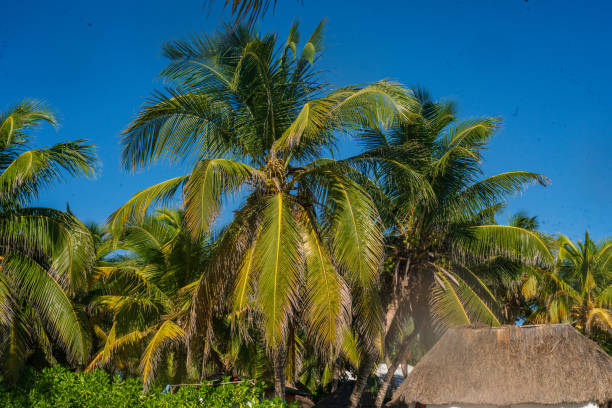Akumal Beach - Palm Tree with Blue Sky in the Background