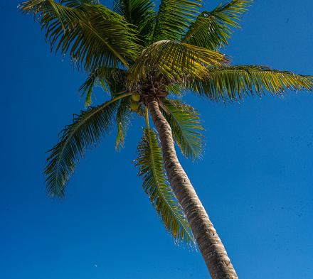 Akumal Beach - Palm Tree with Blue Sky in the Background