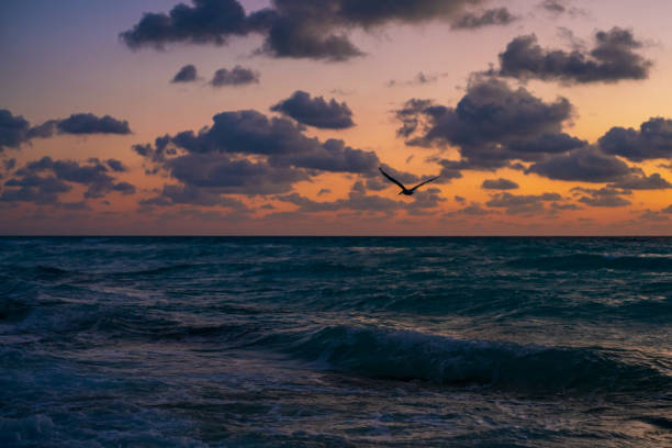 istock Bird flying in the Sky at Sunrise 1439530361