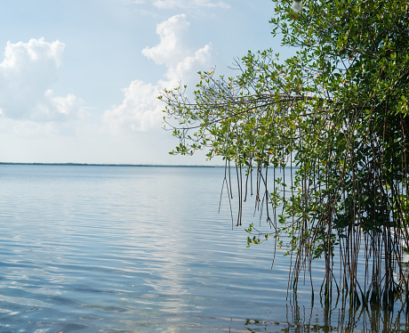 Natural Landscape - Tree growing over Water