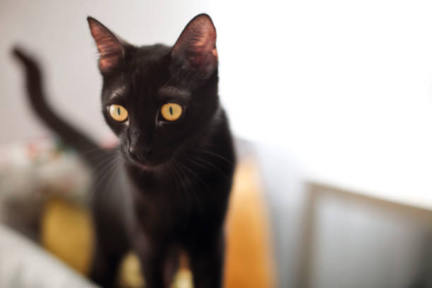istock Black cat on sofa with pillows and plaid 1439531381