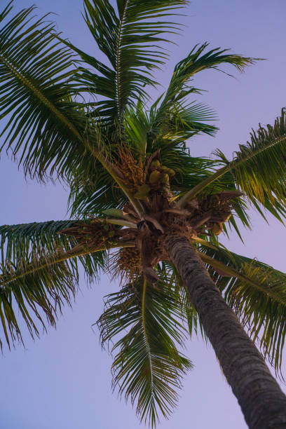 Palm Trees on Playa Centro, Isla Mujeres in the Evening
