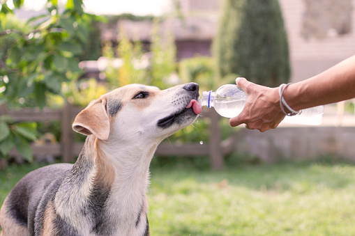 dog drinks water from a bottle while walking in the heat. High quality photo
