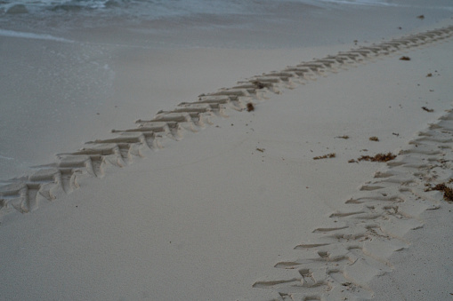 An adult human hand print next to a jaguar footprint in the sand. Costa Rica.