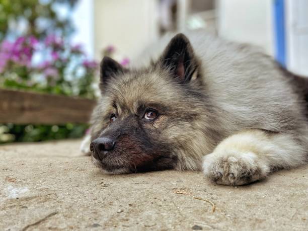 ritratto di una razza di cani keeshond.  cane birichino - keeshond foto e immagini stock