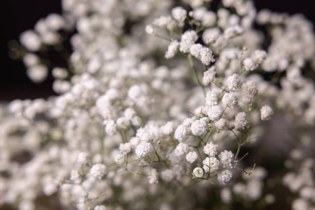 istock The forest of Gypsophila 1439535255
