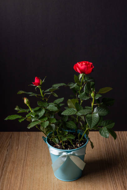 istock Planting the rose 1439535292
