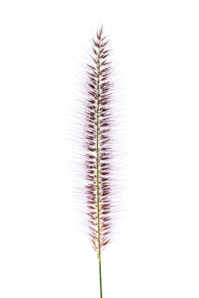 Purple fountain grass isolated on white background