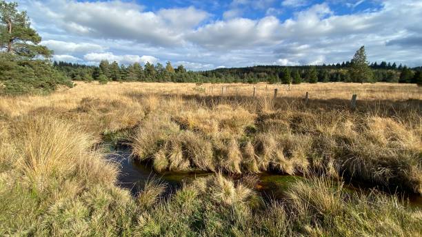 istock Peat, granite rock, moor, yellow grass, spruce, stream 1439535765