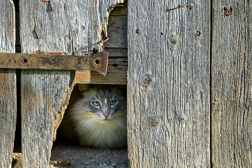 beautiful domestic cat looking nosy out of a old wooden barn