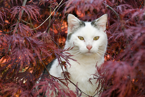 speckled white domestic cat looking out of a bush in the garden